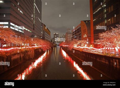 Meguro River At Night With Cherry Blossom, Tokyo, Japan Stock Photo - Alamy