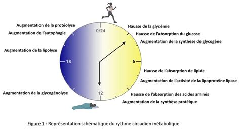 Rythme circadien et métabolisme Cerin