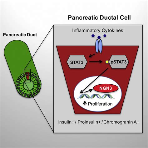 Proinflammatory Cytokines Induce Endocrine Differentiation In