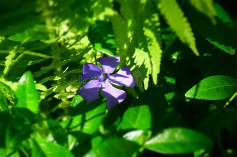 Purple Vinca Minor Periwinkle Flowers In The Garden Stock Photo Stock