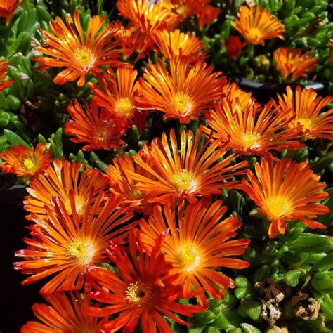 Orange Vibe Ocean Sunset Ice Plant The Greenhouse