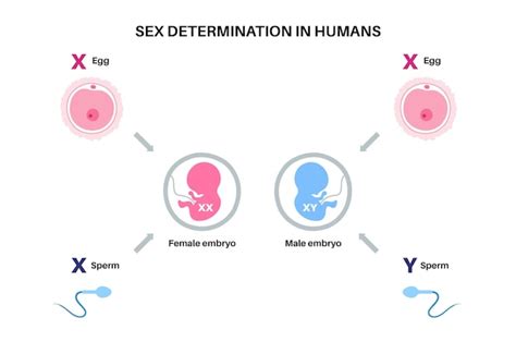 Premium Vector Sex Determination In Humans Male And Female Sperm And