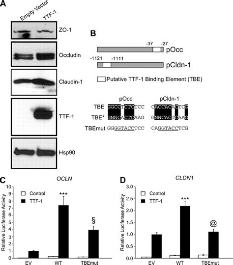 Occludin Is A Direct Target Of Thyroid Transcription Factor 1 TTF 1