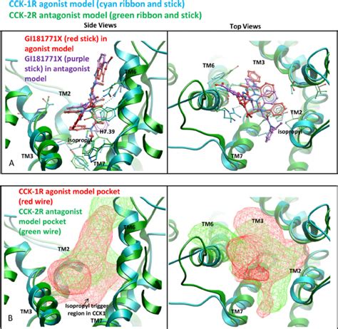 Molecular basis for receptor subtype-selective activation of CCK ...