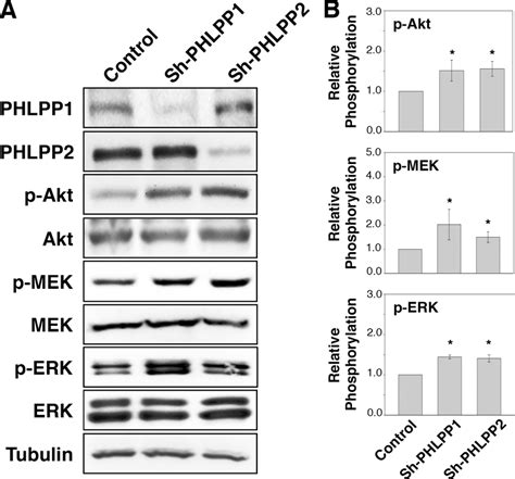 Loss Of PHLPP Expression Enhances PI3K Akt And MEK ERK Signaling A