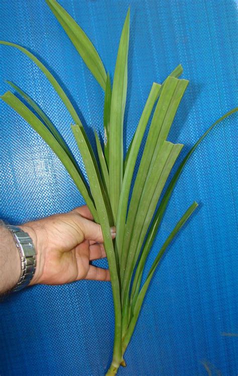 Polynesian Produce Stand Fragrant Pandan Live Herb Spice Plant