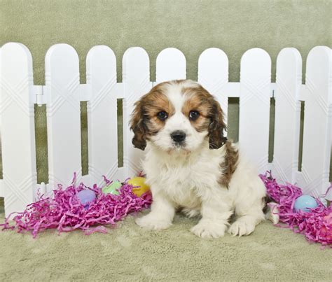 Cavachon Dog Breed – History, Temperament and Training