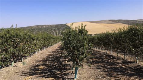 Cultivo Del Almendro En Superintensivo O En Seto