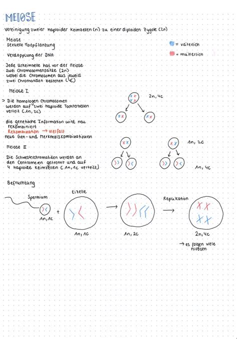 Meiose Biologie Lk Lernzettel Biologie Abitur Lernen Tipps Schule