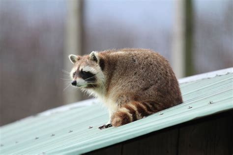 The Variety of Deciduous Forest Animals is Truly Mind-Boggling