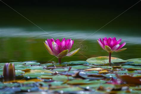 Цветок лотоса - Stock Image - Everypixel