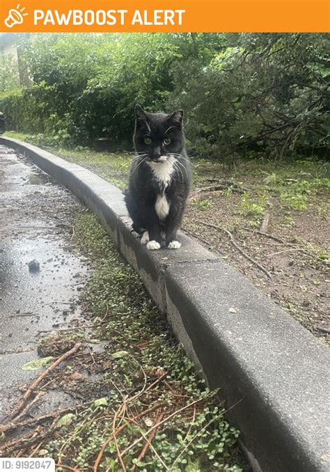 Colorado Springs Co Stray Cat Found Near W Cheyenne And S Nevada