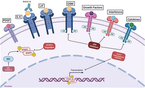 Frontiers The Complementary Roles Of Stat3 And Stat1 In Cancer