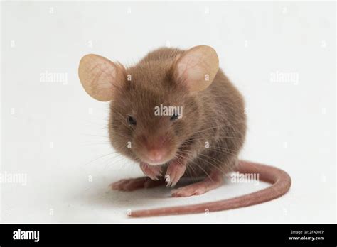 Gray Black Common House Mouse Isolated On White Background Stock Photo