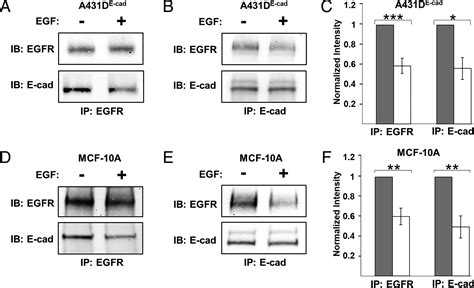 Mechanical Disruption Of E Cadherin Complexes With Epidermal Growth