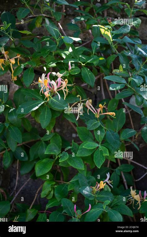 Japanese Honeysuckle Lonicera Japónica purpurea Fotografía de stock