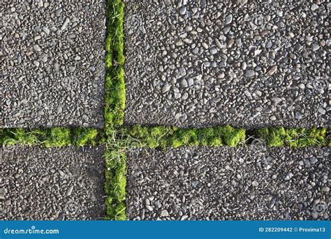 Moss And Grass At The Joints Of Paving Slabs Stock Photo Image Of