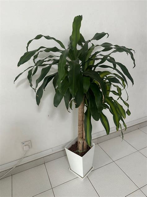 Dracaena Fragrans Iron Tree Furniture Home Living Gardening