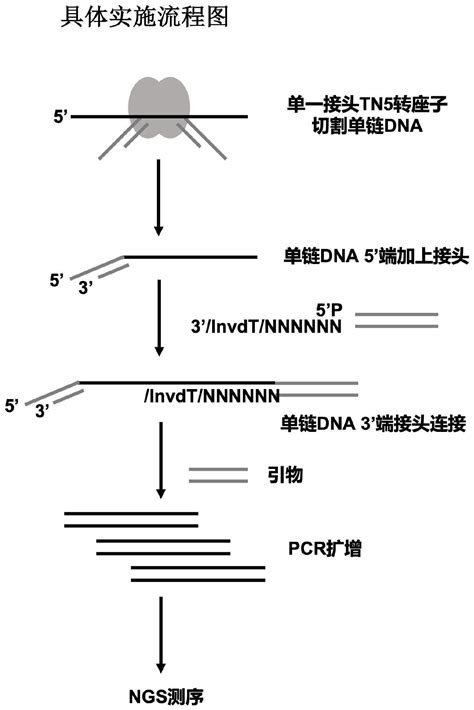 一种基于tn5转座子的链特异性单链dna高通量测序方法