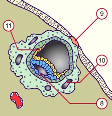 Le Trophoblaste