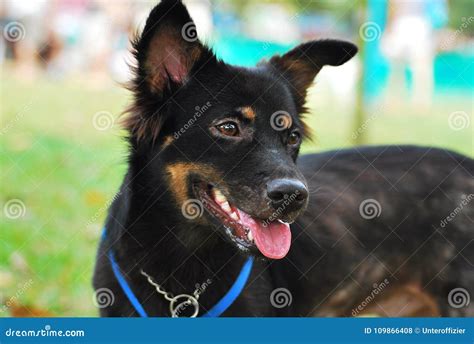 A Medium Sized Black Dog Stock Photo Image Of Animal 109866408