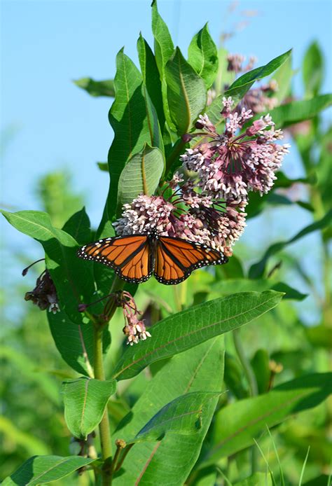 Milkweed Common Lia S Garden At Commonwealth