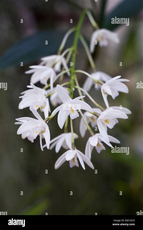 Dendrobium Kingianum Flowers Growing In A Protected Environment Stock