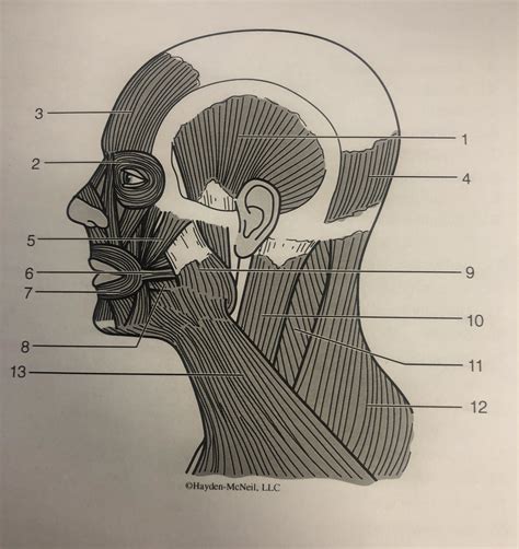 Muscles Of The Head And Neck Diagram Quizlet