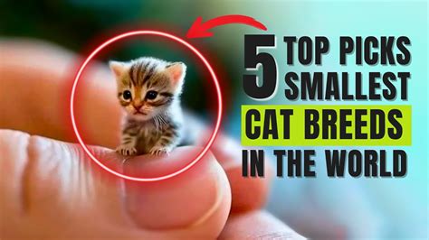 smallest cat   world breed