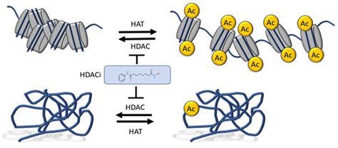 Cancers Free Full Text Hdac Inhibitors Dissecting Mechanisms Of