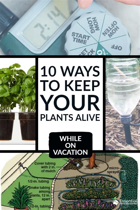 Ways To Water Plants While On Vacation Essential Home And Garden