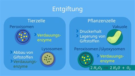 Pflanzenzelle Ohne Etiketten