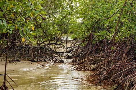 Dense Mangrove Vegetation Where the River Meets the Sea Stock Photo ...