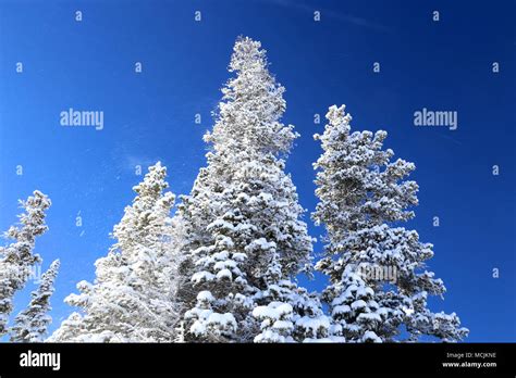 Evergreen Trees With Snow Hi Res Stock Photography And Images Alamy