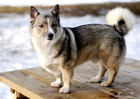 Meet the Corgsky: Corgi Husky Mix | PetsHotSpot.com | Corgi husky, Corgi husky mix, Husky mix