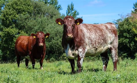 Mount Leinster Shorthorn Breeders Club - Autumn Sale - Irish Shorthorn Society