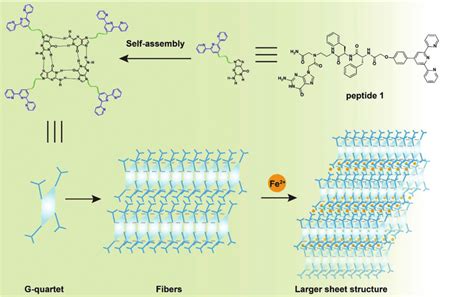 Schematic Representation Of The Self Assembly Principle Of Peptide 1