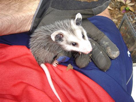 Opossum Removal Wildlife Removal Services Of South Florida