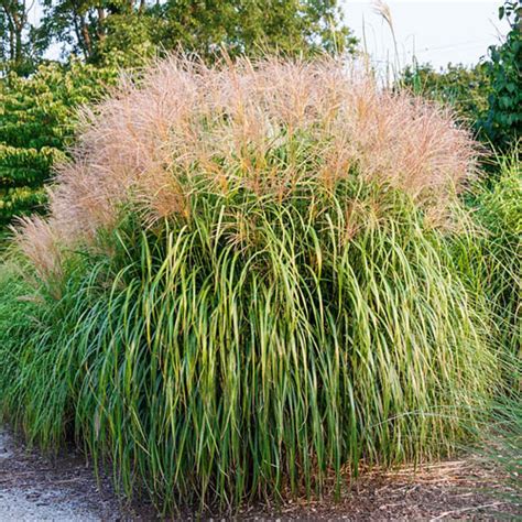 Maiden Grass Ornamental | Gurney's Seed & Nursery Co.