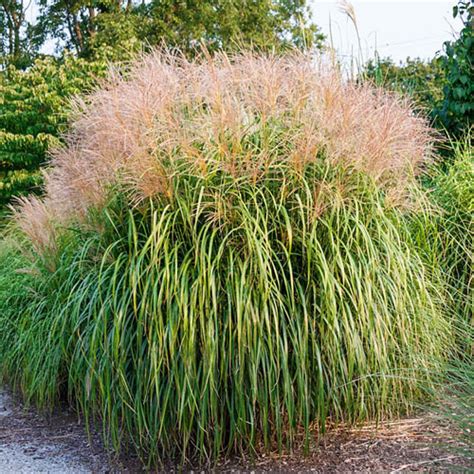 Maiden Grass Ornamental Gurney S Seed And Nursery Co