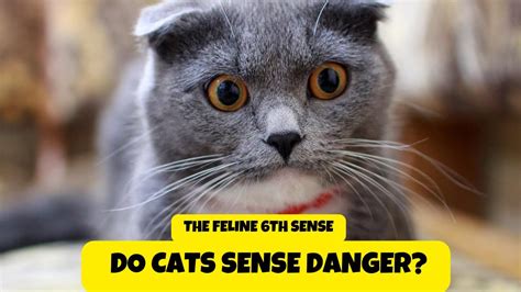 The Feline Sixth Sense Do Cats Sense Danger Youtube