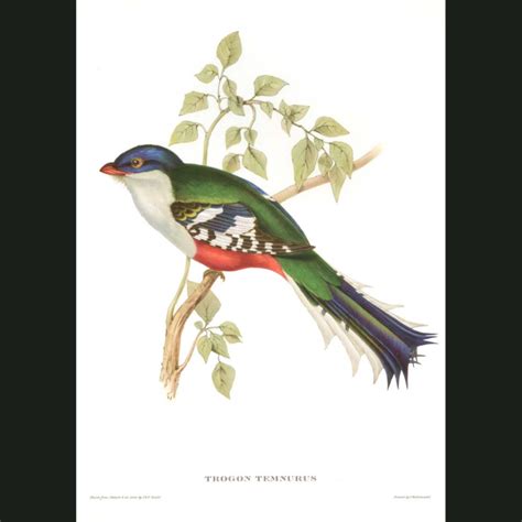 Cuba Trogon Trogon Temnurus Fine Art Print