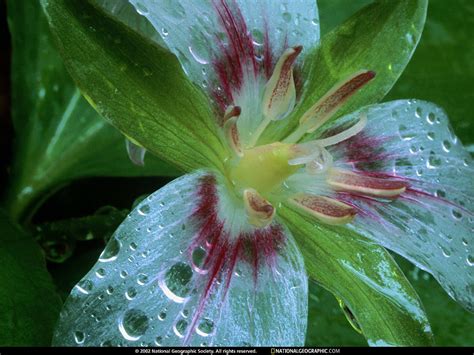 Tapeta Na Pulpit Kwiaty Dzika Flora National Geographic Pobierz Top