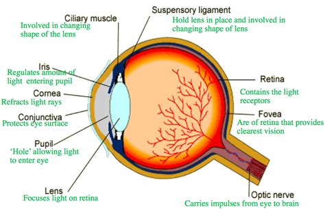 The Brain And The Eye GCSE Biology Edexcel Revision Study Rocket