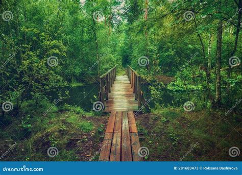 Summer Moody Forest Stock Image Image Of Mood Landscape 281683473