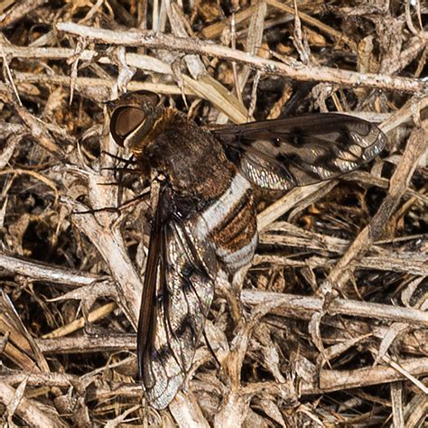 Large Banded Fly Ligyra Gazophylax Bugguidenet