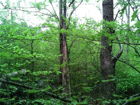 Sweetwater Nature Preserve - Southeastern Trust for Parks and Land