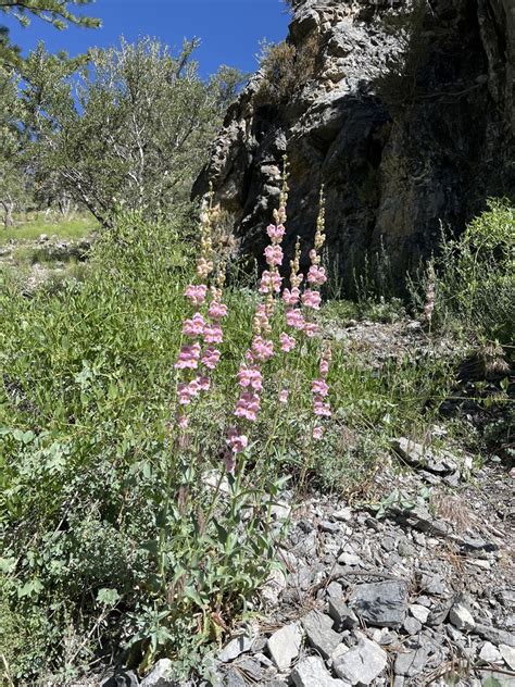 Palmer S Penstemon From Clark County US NV US On July 13 2023 At 09