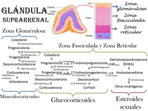 Fisiologia Humana: Glandula Suprarrenal