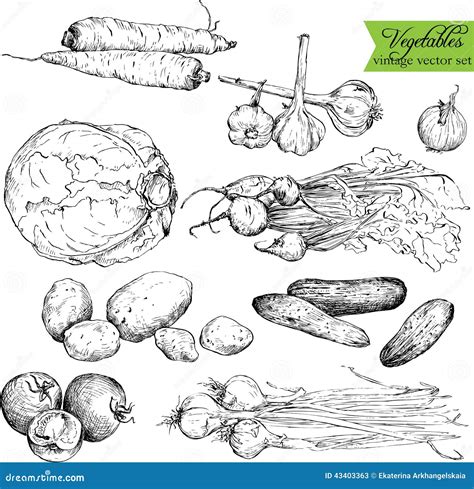 Set Of Drawing Vegetables And Fruits Vector Illustration